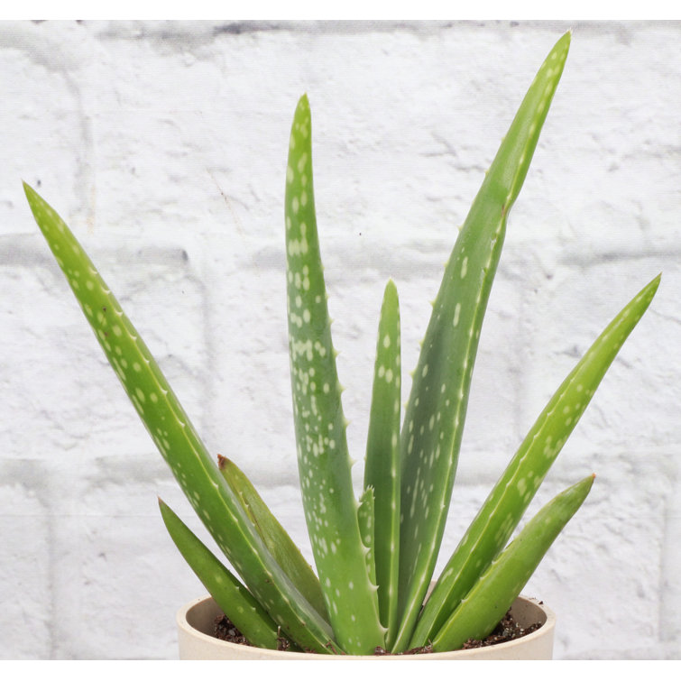 Thorsen's Greenhouse Live Aloe Vera Plant in Classic Pot Perigold